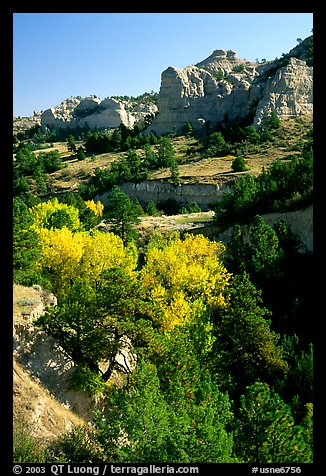 Trees and sandstone cliff. Nebraska, USA