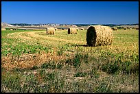 Hay rolls. South Dakota, USA (color)
