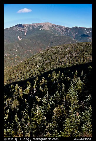 Conifer treetops and mountains, White Mountain National Forest. New Hampshire, USA (color)