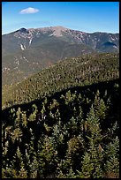 Conifer treetops and mountains, White Mountain National Forest. New Hampshire, USA