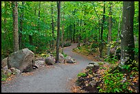 Trail in forest, Franconia Notch State Park. New Hampshire, USA ( color)