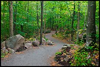 Trail in forest, Franconia Notch State Park. New Hampshire, USA (color)