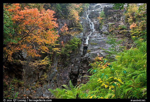 Ferns, watefall, and trees in fall colors, White Mountain National Forest. New Hampshire, USA