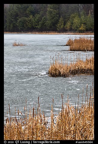 Reeds and frozen pond. Walpole, New Hampshire, USA (color)