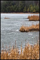 Reeds and frozen pond. Walpole, New Hampshire, USA (color)