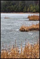 Reeds and frozen pond. Walpole, New Hampshire, USA