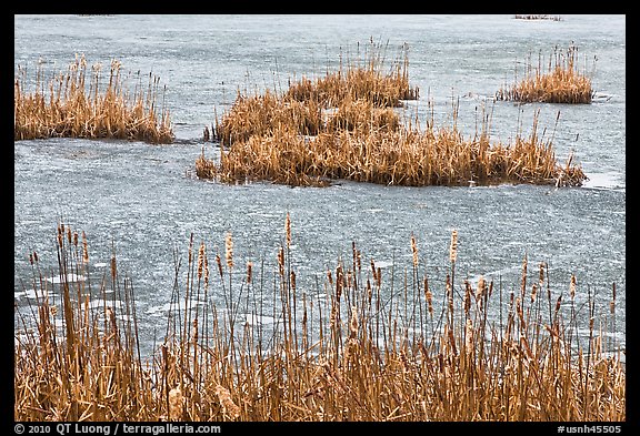 Reeds and frozen water. Walpole, New Hampshire, USA