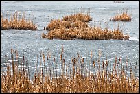 Reeds and frozen water. Walpole, New Hampshire, USA (color)