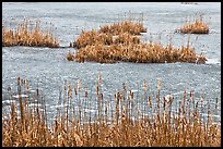 Reeds and frozen water. Walpole, New Hampshire, USA