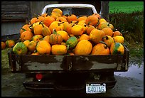 Truck loaded with pumpkins. New Hampshire, USA