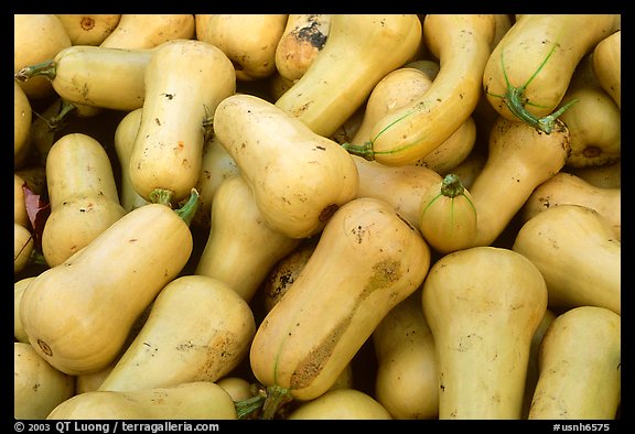 Squashes. New Hampshire, USA