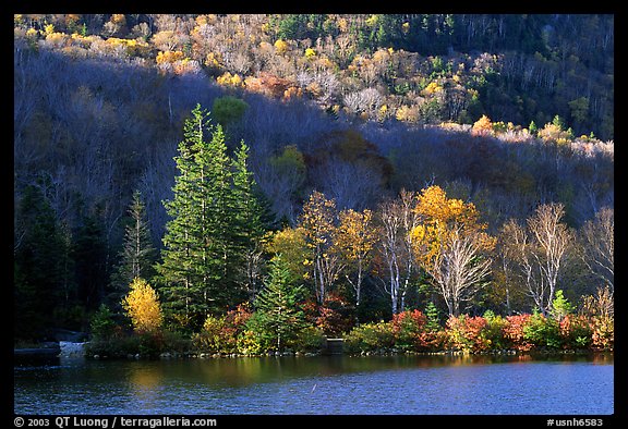 Trees on rocky islet, White Mountain National Forest. New Hampshire, USA (color)