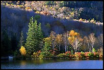 Trees on rocky islet, White Mountain National Forest. New Hampshire, USA ( color)