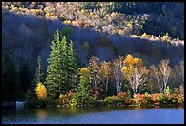 Trees on rocky islet, White Mountain National Forest. New Hampshire, USA (color)