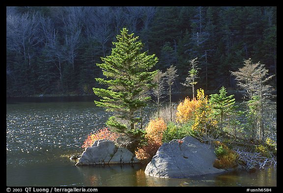 Trees on small rocky islet, Beaver Pond, Kinsman Notch. New Hampshire, USA (color)