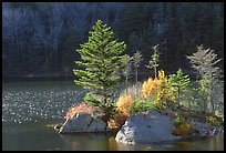 Trees on small rocky islet, Beaver Pond, Kinsman Notch. New Hampshire, USA