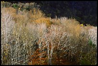Trees in late autumn, White Mountain National Forest. New Hampshire, USA ( color)