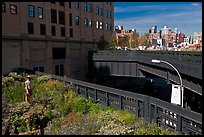 Garden on the High Line. NYC, New York, USA ( color)