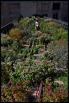 Gardener working on the High Line. NYC, New York, USA (color)