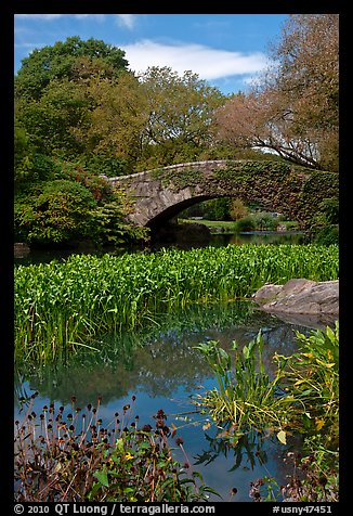Aquatic plants and stone bridge, Central Park. NYC, New York, USA (color)