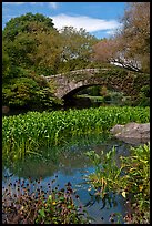 Aquatic plants and stone bridge, Central Park. NYC, New York, USA