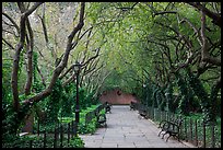 Crabapple Allees, Conservatory Garden. NYC, New York, USA ( color)