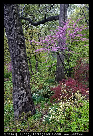Redbud in bloom, Central Park. NYC, New York, USA (color)
