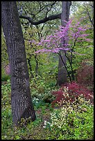 Redbud in bloom, Central Park. NYC, New York, USA ( color)