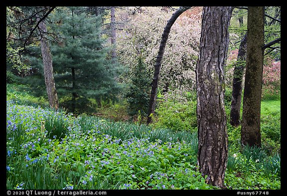 Springtime scene with wildblowers and trees in bloom, Central Park. NYC, New York, USA (color)
