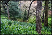 Springtime scene with wildblowers and trees in bloom, Central Park. NYC, New York, USA ( color)