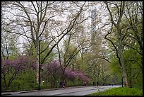 Central park alley in the spring. NYC, New York, USA ( color)