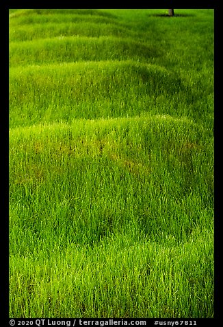 Grassy mounds, African Burial Ground National Monument. NYC, New York, USA (color)