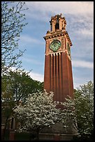 Trees in bloom and Carrie Tower, Brown University. Providence, Rhode Island, USA