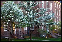 Dogwoods in bloom and University Hall at dusk, Brown University. Providence, Rhode Island, USA (color)