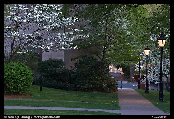 Walkway, lamps, and trees in bloom on Brown University campus. Providence, Rhode Island, USA (color)