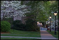 Walkway, lamps, and trees in bloom on Brown University campus. Providence, Rhode Island, USA (color)