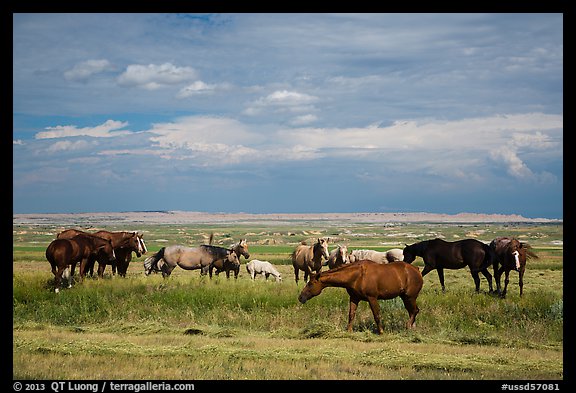 Free range horses, Pine Ridge Indian Reservation. South Dakota, USA