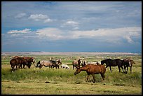 Free range horses, Pine Ridge Indian Reservation. South Dakota, USA (color)