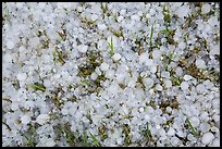 Close-up of hailstones covering meadow grass. Black Hills, South Dakota, USA ( color)