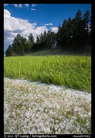 Hailstones in meadow, Black Hills National Forest. Black Hills, South Dakota, USA