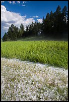 Hailstones in meadow, Black Hills National Forest. Black Hills, South Dakota, USA (color)