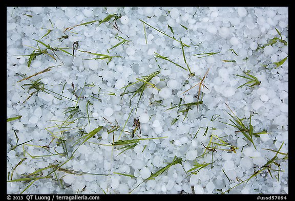 Large hailstones and grasses. Black Hills, South Dakota, USA