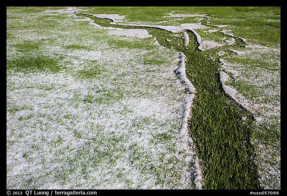 Hailstones form pattern in meadow, Black Hills National Forest. Black Hills, South Dakota, USA