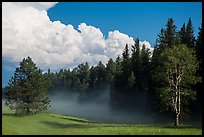 Forest, meadow, and cumulonimbus, Black Hills National Forest. Black Hills, South Dakota, USA (color)