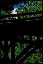 Distant view of Mt Rushmore through a bridge and trees. South Dakota, USA