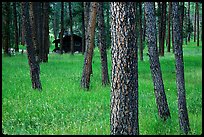 Cabins in forest, Custer State Park. Black Hills, South Dakota, USA