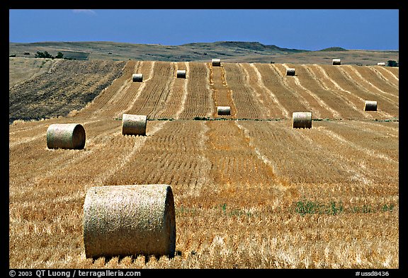 Field and rolls of hay. South Dakota, USA