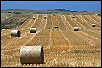 Field and rolls of hay. South Dakota, USA (color)