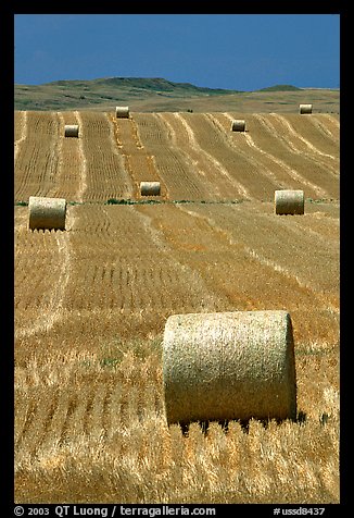 Rolls of hay in summer. South Dakota, USA