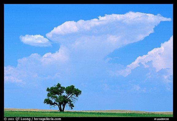 Isolated tree and cloud. South Dakota, USA